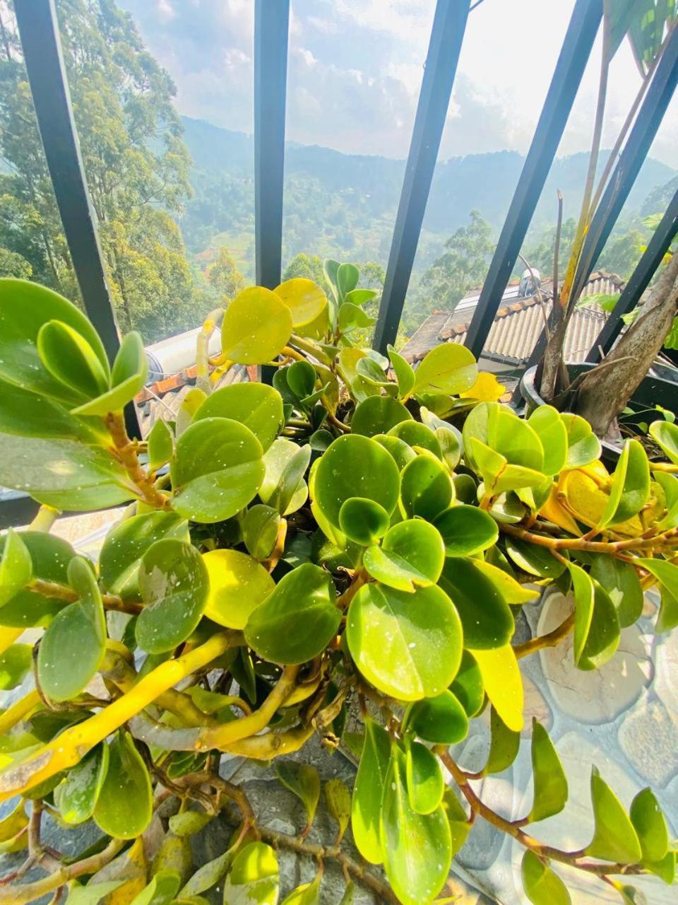 Pleasant Peak Bed & Breakfast Ella Ngoại thất bức ảnh